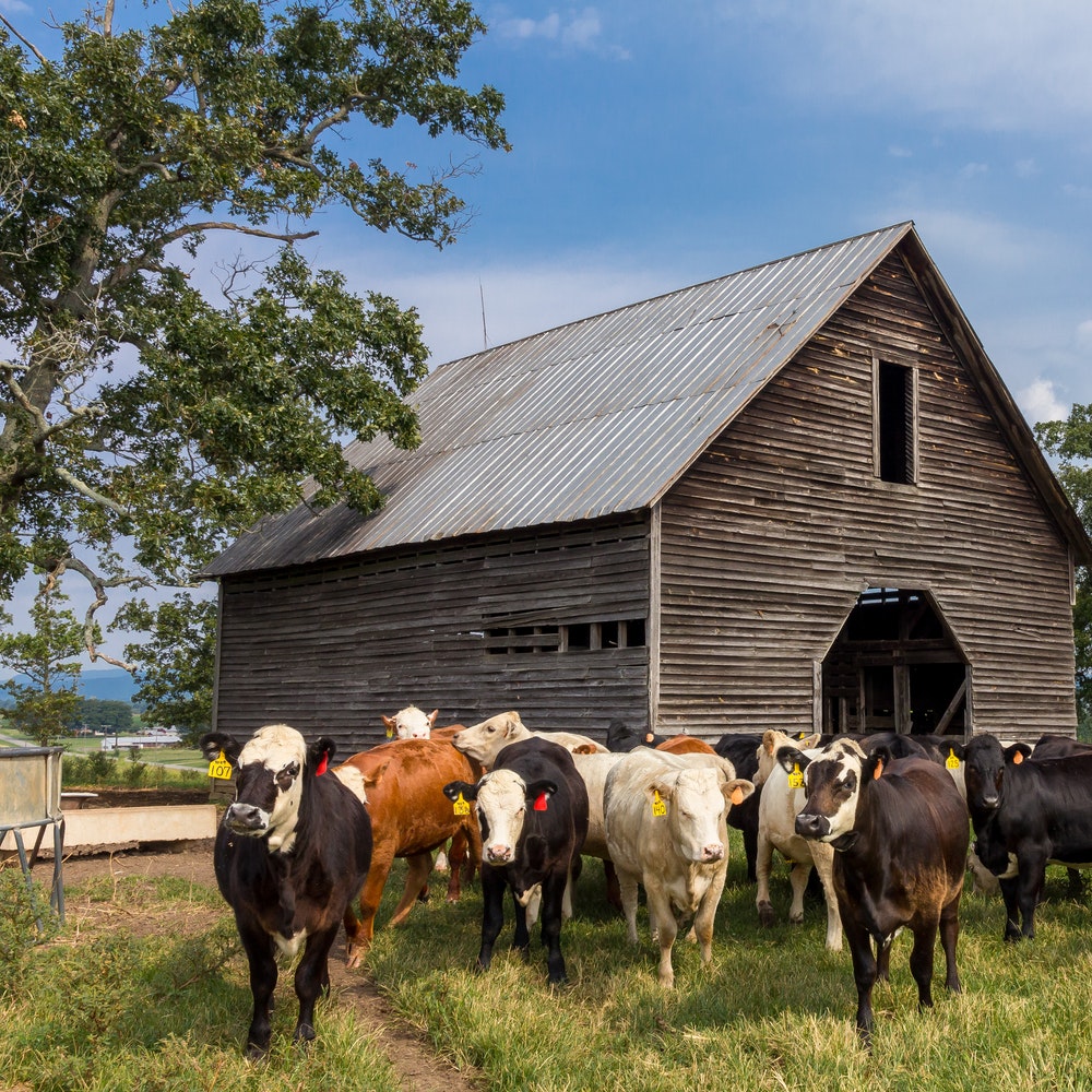 Riesgos y prevención de accidentes y daños en el uso de instalaciones de la explotación ganadera